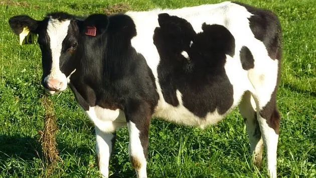 Nueva Zelanda: Vaca clonada produce leche antialérgica | Vida21 ...