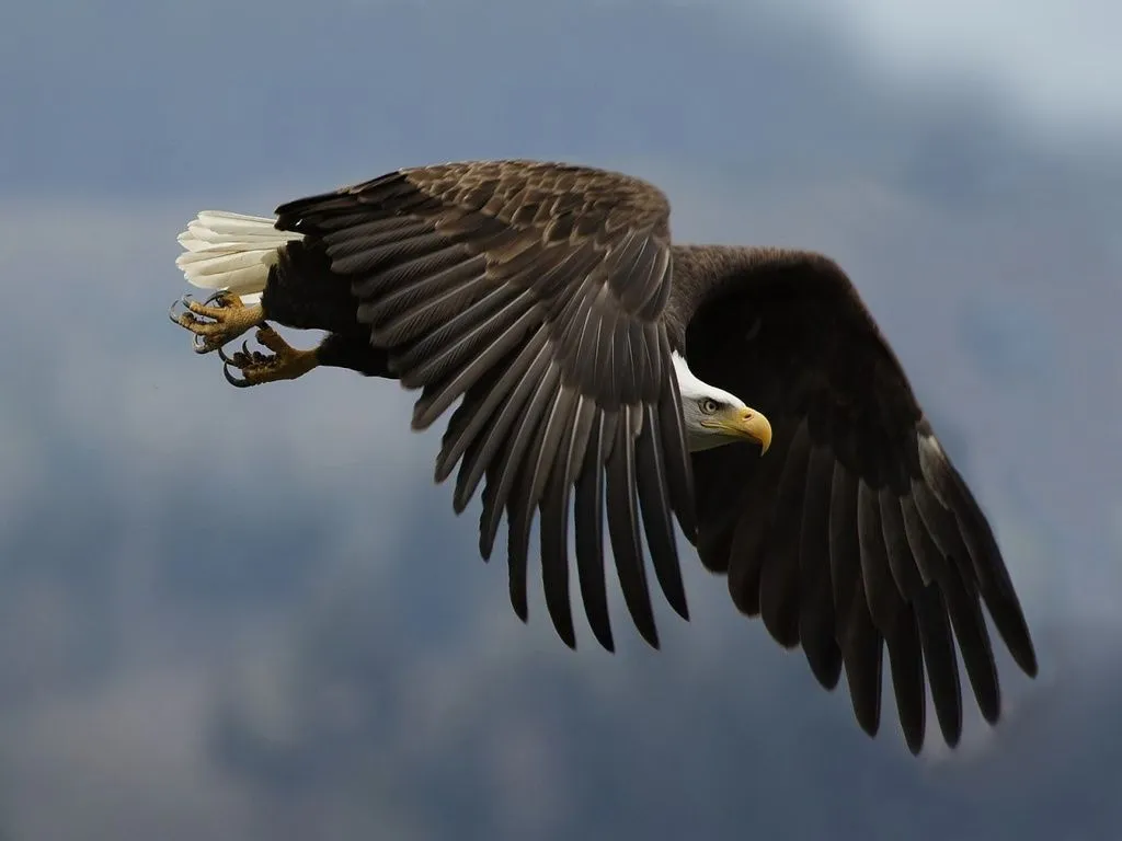 Zendo Aguila Blanca | Blog. Zendo Aguila Blanca. Calmecac Integral ...