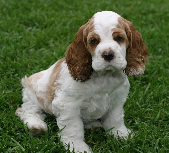 Zim Family Cocker Spaniel Puppies