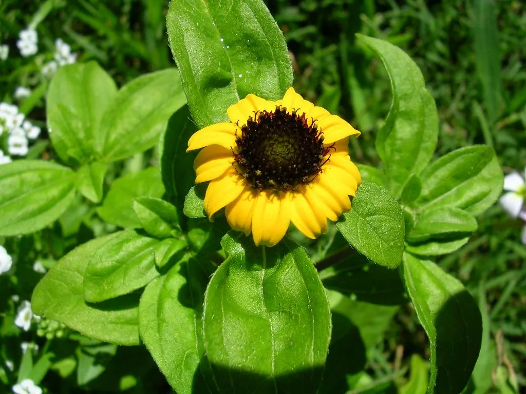 Zinnias: fotos - Foro de InfoJardín