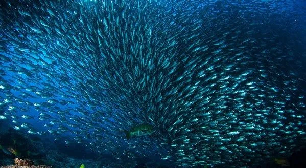 ZONA CURIO: LOS 20 BANCOS DE PECES MÁS INCREÍBLES