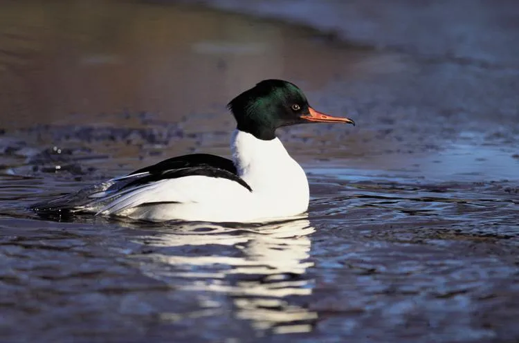 LAS ZONAS HUMEDAS. AVES LIGADAS A MEDIOS ACUATICOS por Equix ...