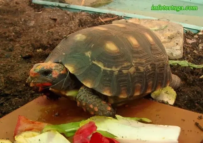 Un zoo en casa - Animales y mascotas: Chelonoidis carbonaria ...