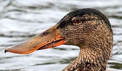 Un zoo en casa - Animales y mascotas: Tipos de picos de las aves