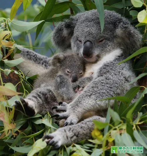 ZooBorns: Koala