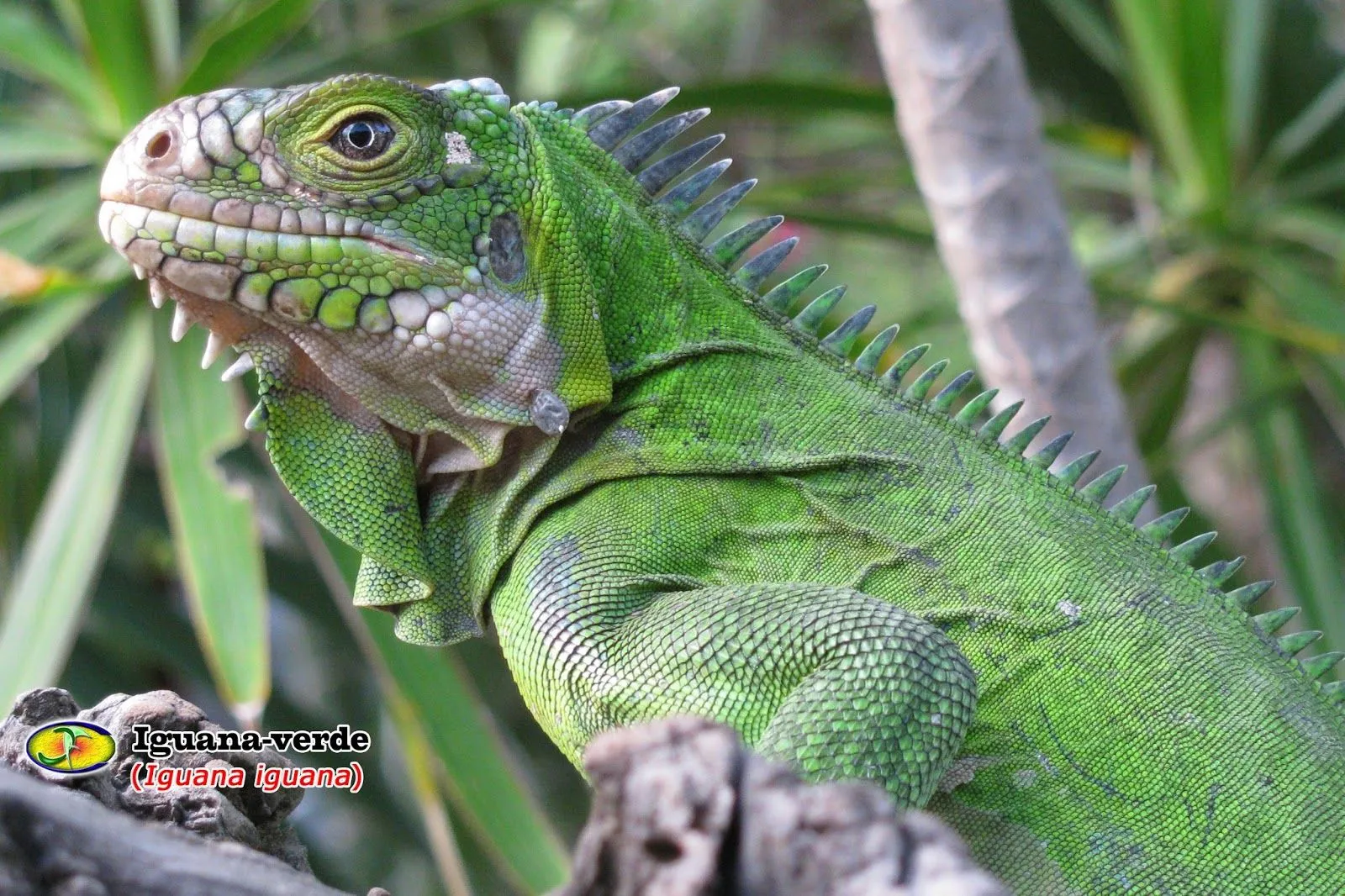 Zoologia: Iguana-verde (Iguana iguana)