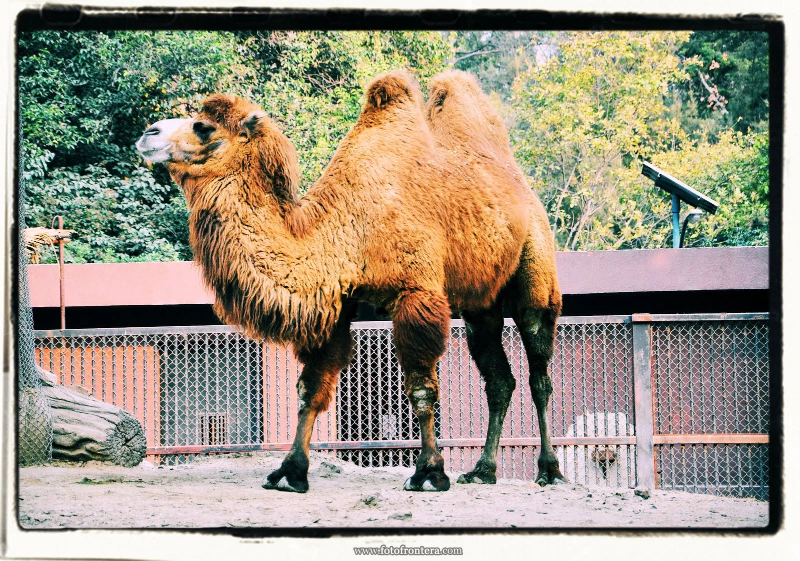 Zoologico De Chapultepec(