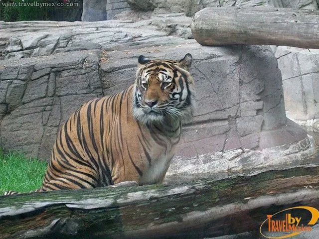 Zoológico de Chapultepec, Ciudad de México, Distrito Federal ...