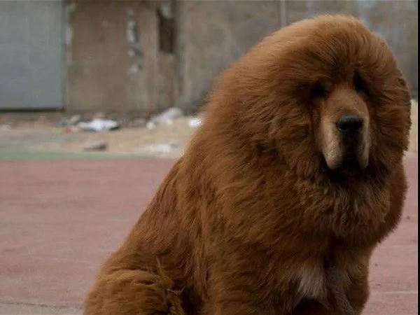 Zoológico chino “disfrazaba” a perros de leones y a ratas como ...