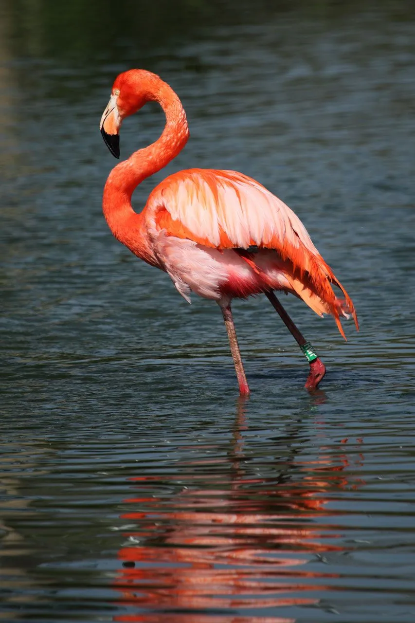  ... : Zoológico usa huevos falsos para que flamencos hembras descansen