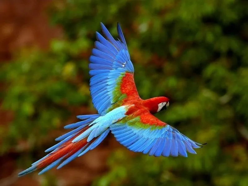 ZOOLOGICO DE MORELIA: Aves