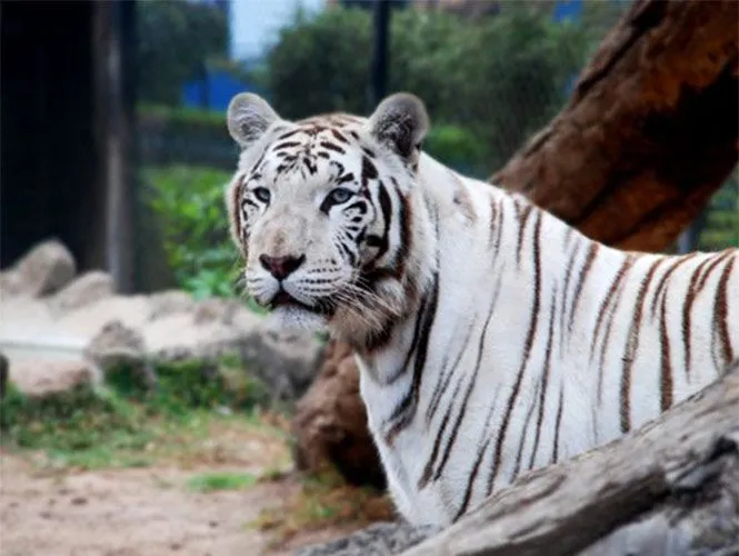 Zoológico de Morelia entrega documento sobre venta de animales ...