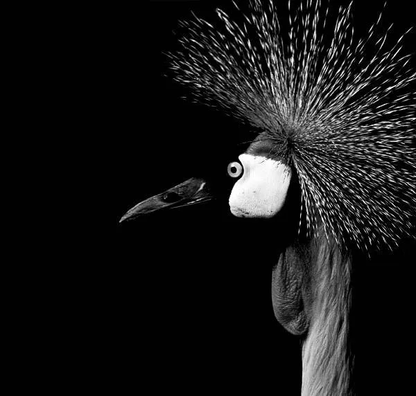 Zoologico Oscuro, Animales en blanco Y negro Blog De Fotografias ...