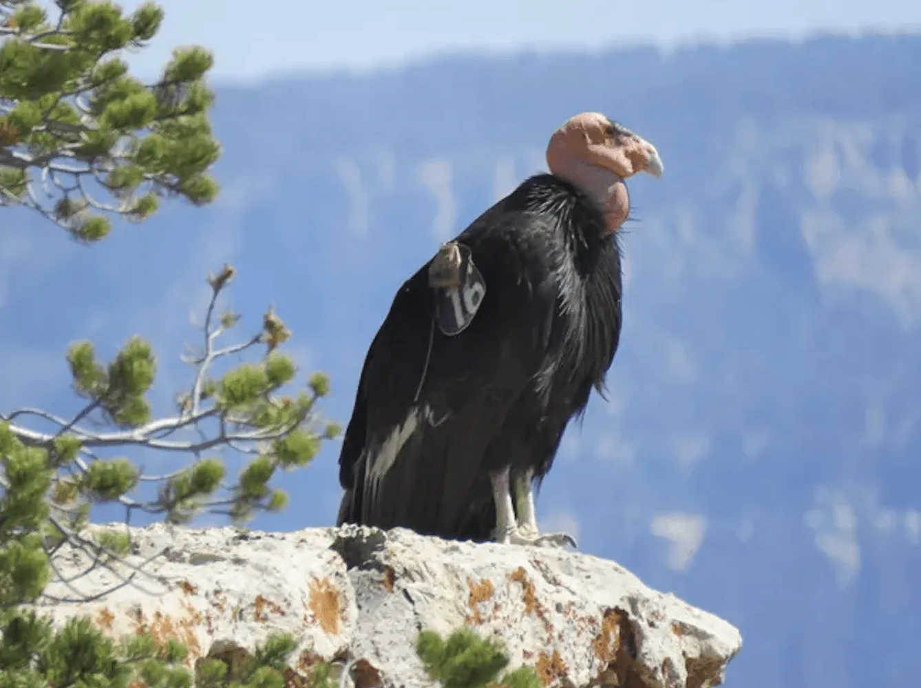 Zoológico de San Juan de Aragón se suma al programa de Conservación del  Cóndor