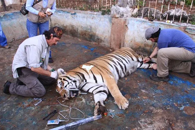 Zoológicos capitalinos, depósitos de fauna decomisada | Excélsior