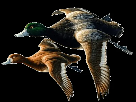 ZOOM DISEÑO Y FOTOGRAFIA: aves,pájaros con fondo transparente,