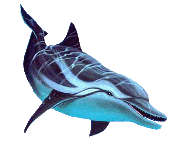 ZOOM DISEÑO Y FOTOGRAFIA: delfines,tiburones y orcas,fondo ...