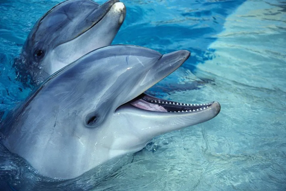 ZOOM FRASES: delfines muy bellos para compartir