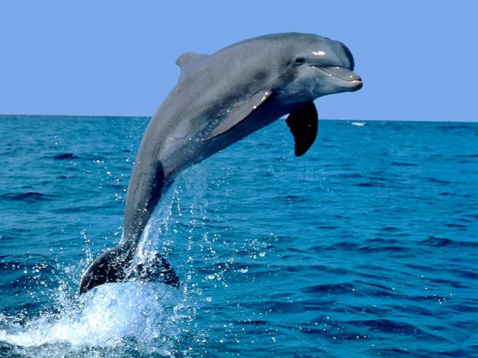 ZOOM FRASES: delfines muy bellos para compartir