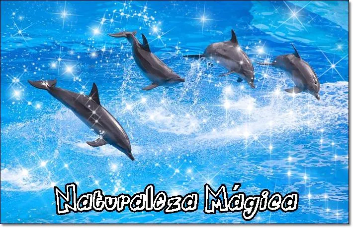 ZOOM FRASES: delfines, dolphins,naturaleza mágica