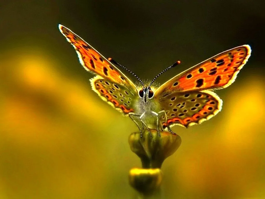 ZOOM FRASES: mariposas,wallpapers,fondos,imagenes para compartir