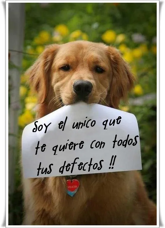 ZOOM FRASES: perro con mensaje,protección animal,