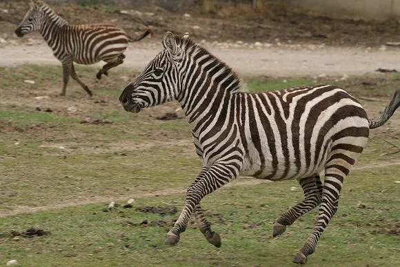 Zoos del Mundo - Réserve Africaine de Sigean - Francia