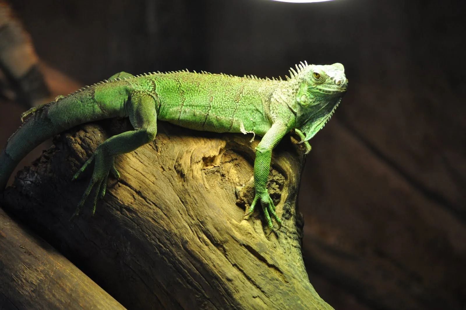 ZOOTOGRAFIANDO (MI COLECCIÓN DE FOTOS DE ANIMALES): IGUANA VERDE O ...