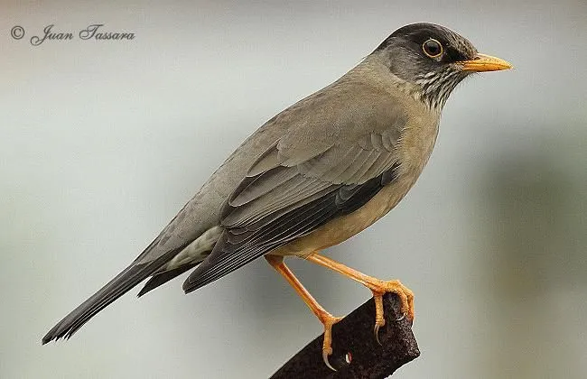 Zorzal - AVES DE CHILE