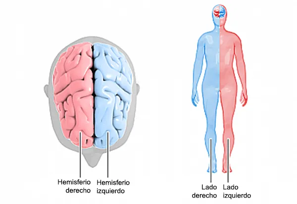 Por qué hay zurdos y diestros? Teorías y mitos. | Ciencia de Sofá